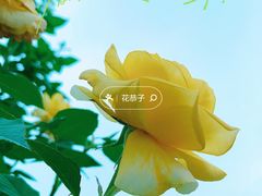 -香蜜公园