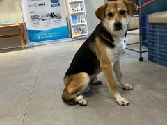 -伟伟宠物医院·CT影像中心·瑞派犬猫综合性门诊(汉口总院)
