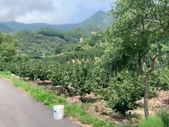 -黄椅山火山森林公园