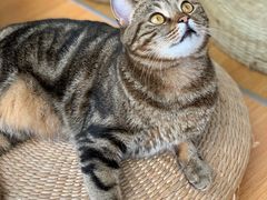 -Catmate·猫肥家润(金润铂宫店)
