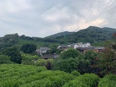-龙井村