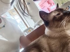 -藏猫猫咖啡主题馆(中央大道店)