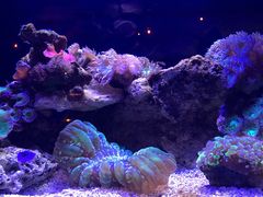-悉尼海洋生物水族馆