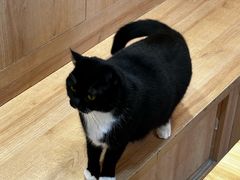 -是阿柴呀！柴犬咖啡·爱喵喵猫咖