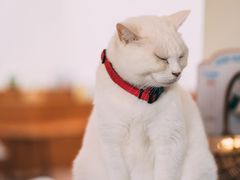 -有猫主题·治愈系猫咖(曾厝垵店)