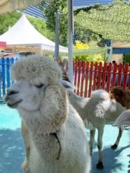 -萌宠亲子动物乐园(槐房万达店)