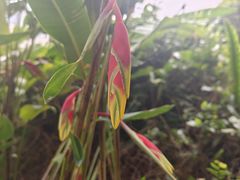-石排湾郊野公园