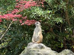 -上海野生动物园