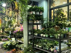 -溪岸路花鸟市场