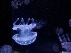 -左海海底世界