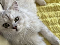 -猫大福·Fortune Cat猫舍(百子湾店)