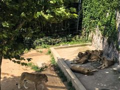 -西霞口神雕山野生动物世界