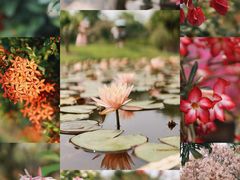 -中国科学院西双版纳热带植物园