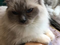 -喵喵咪呀布偶猫咖(春熙路店)