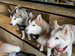 -Husky Go! 哈士奇体验馆·宠物咖啡厅狗咖