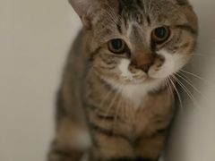 -佳怡动物医院·平价24小时·猫专科骨外科