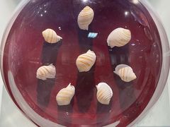 -青岛贝壳博物馆