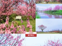 -上海海湾国家森林公园