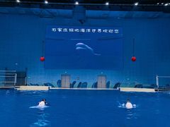 -石家庄极地海洋世界