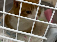 -北京观赏动物医院·24小时大型综合·猫专科·异宠专科