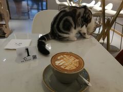-飞行喵MR PILOT|猫舍·猫咖(静安大融城店)