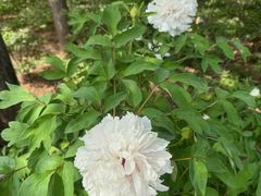 -洛阳市隋唐城遗址植物园