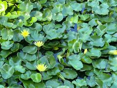 -大连植物园