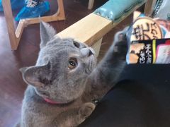 -李小姐の猫咖啡馆(五角场店)