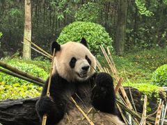 -都江堰中华大熊猫苑