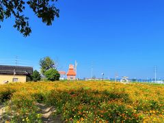 -杭州湾海上花田景区
