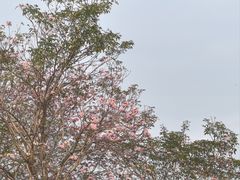 -海珠湖公园