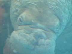 -海合安成都极地海洋公园