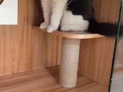 -钦宠·猫咪售卖·洗护·寄养(东圃旗舰店)