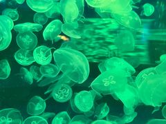 -海合安青岛极地海洋公园