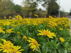 -广东花都湖国家湿地公园