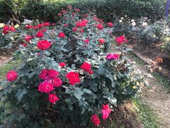 -人民公园(罗湖区)