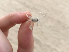 -三亚海棠湾万丽度假酒店