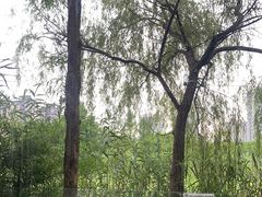 -洋湖国家湿地公园