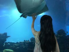 -海棠湾洲际-涛·海底餐厅·美人鱼·自助餐·海底隧道