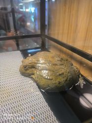 -卡通尼·Safari非洲探索乐园·生日会(金桥国际商业广场店)