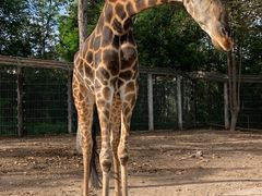 -清迈夜间动物园