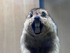 -陕西自然博物馆