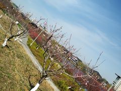 -桃花岛公园