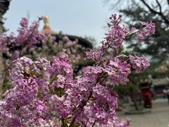 -潭柘寺景区