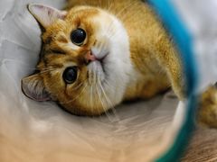 -袖虎·猫馆(体育西路店)