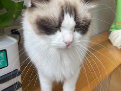 -飞行喵MR PILOT|猫舍·猫咖(静安大融城店)