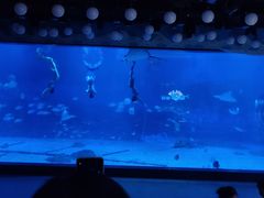 -烟台海昌鲸鲨海洋公园