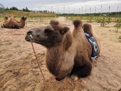 -鄂尔多斯野生动物园