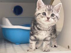 -lincat·猫舍(广州店)