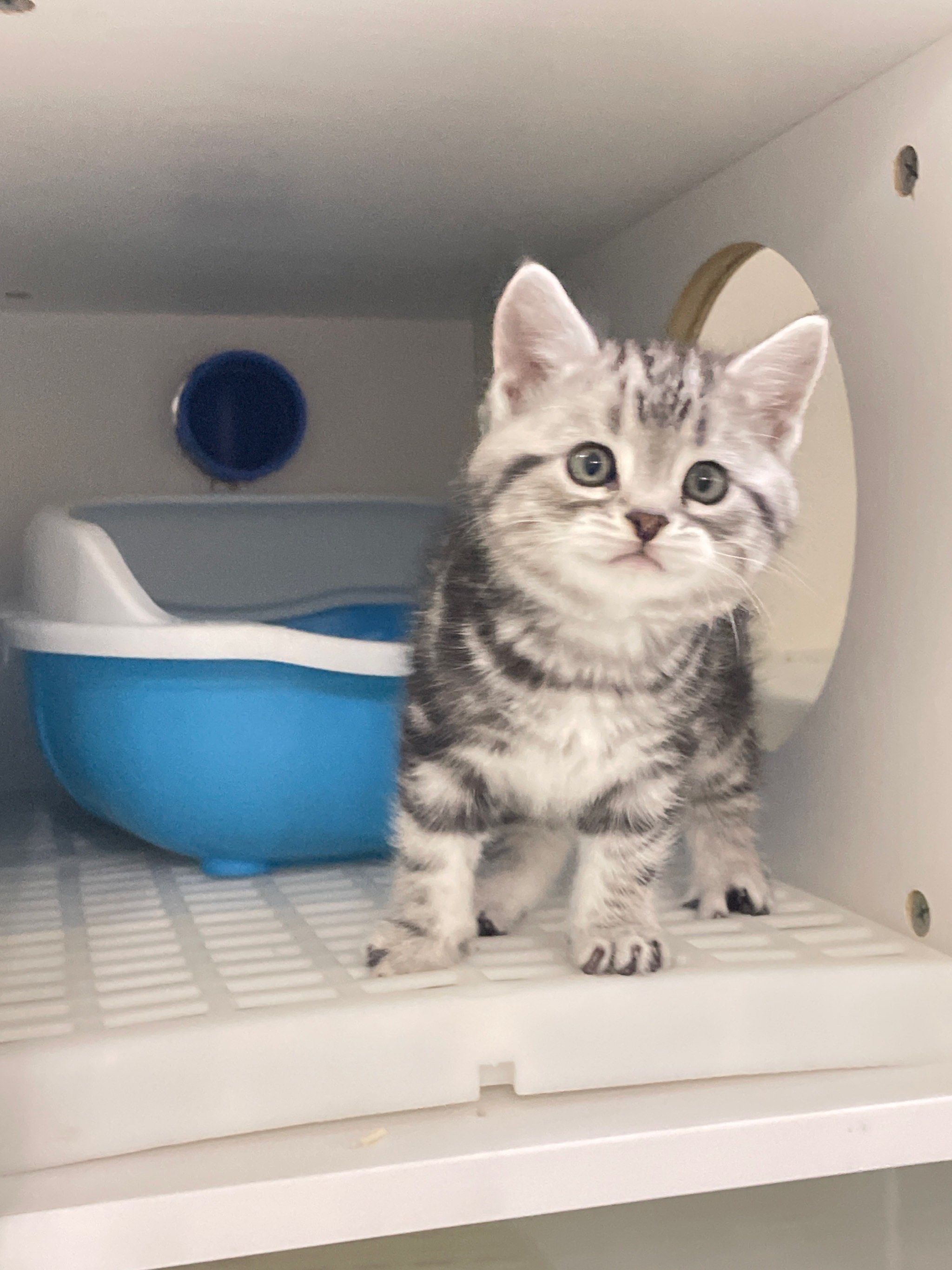 "避雷"美短75美短起司虎斑真的不推荐家养75